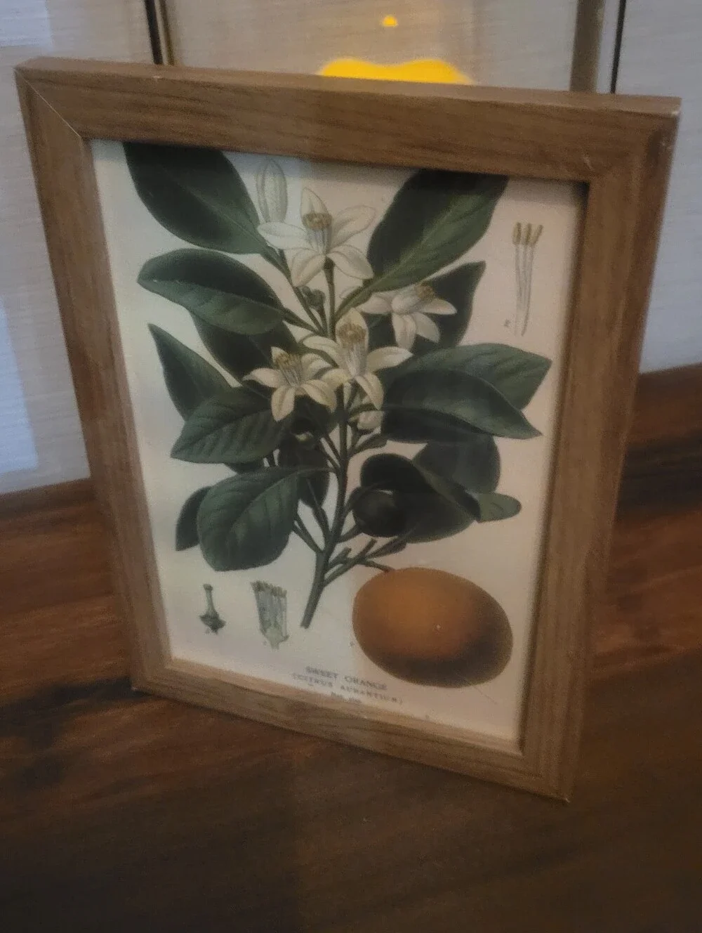 Botanical Sweet Orange Wall Art Print in Green and Cream - Unbranded
